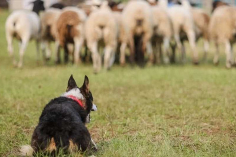 PL propõe responsabilização de tutores por ataques de cães a rebanhos rurais na Bahia