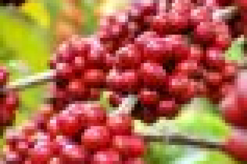 BAHIA: "Não haverá uma queda nos preços do café no estado para 2025", diz diretor da Faeb