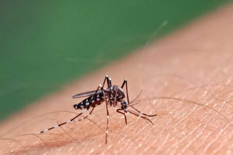 Dengue em alta na Bahia: casos aumentam mais de 400% em um ano