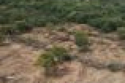 Desmatamento na caatinga é impulsionado pela transição energética na Bahia