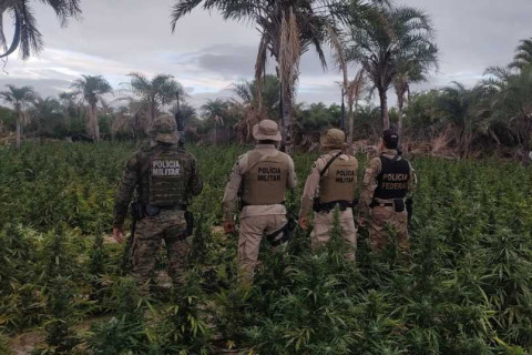 PF e PM erradicam mais de 5 mil pés de maconha no Norte baiano