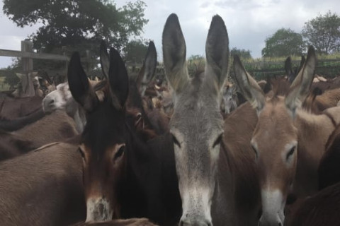 BAHIA: Abatimentos de jumentos. Saiba mais