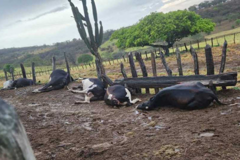 Sete animais morrem após serem atingidos por raio na região de Jacobina