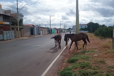 LAPÃO: Animais soltos nas avenidas, perigo constante.