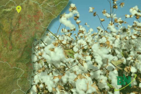 Agricultura: Bahia tem 8 cidades entre as 100 mais ricas do Brasil; São Desidério ocupa 2º lugar em ranking nacional